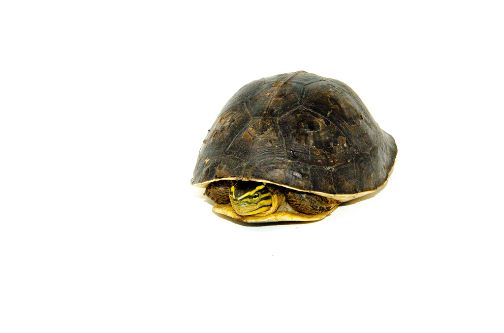 Asian Box Turtle